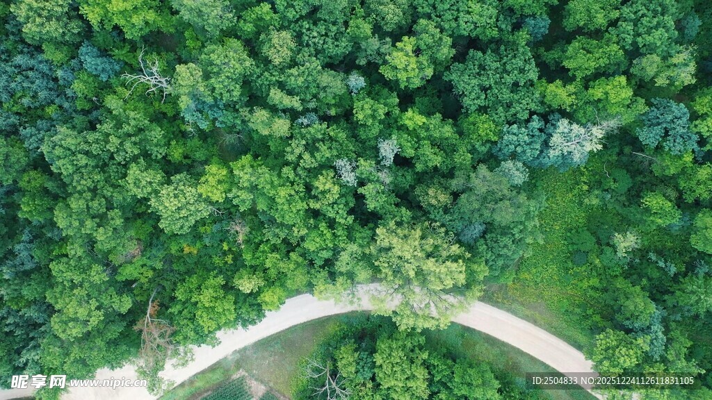 俯瞰绿意中的弧形步道