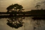 夕阳下湖畔孤树倒影