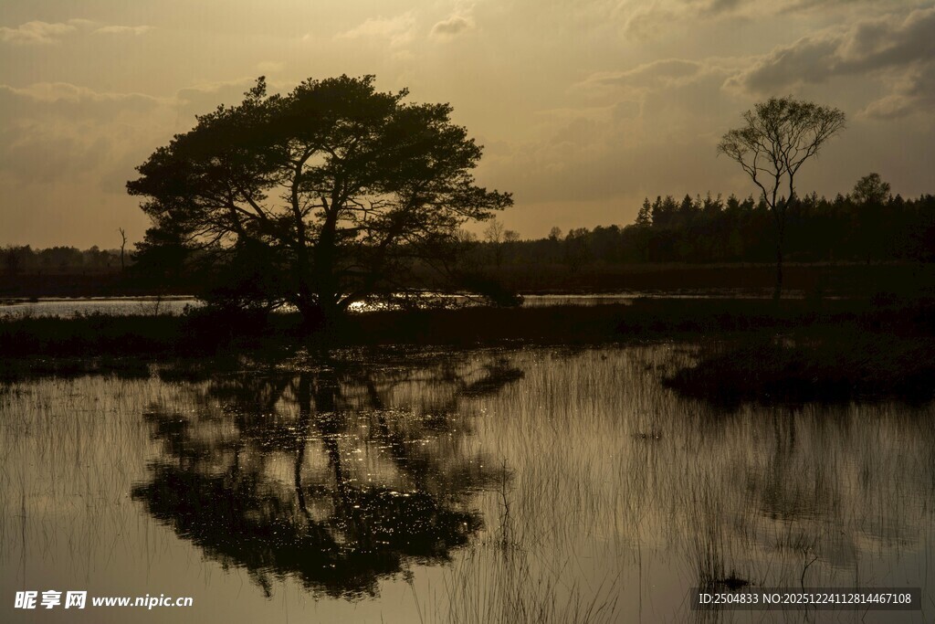 夕阳下湖畔孤树倒影