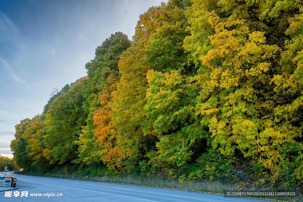 秋日公路旁斑斓树林景色