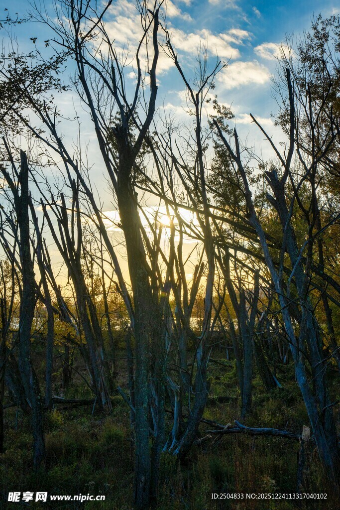 夕阳下的枯树林景观