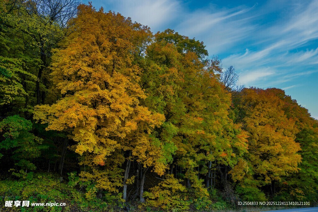 秋日斑斓树林美景