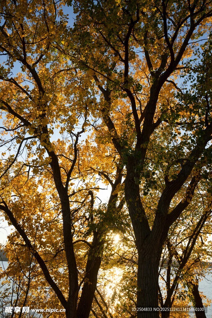 秋日金黄树木景致