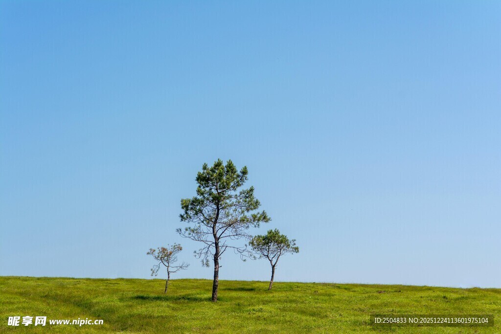 草原孤树 蓝天之下景致