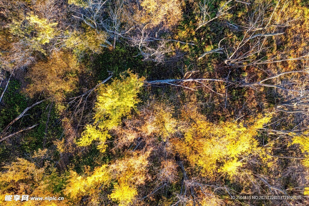 秋日林间斑斓树冠景观