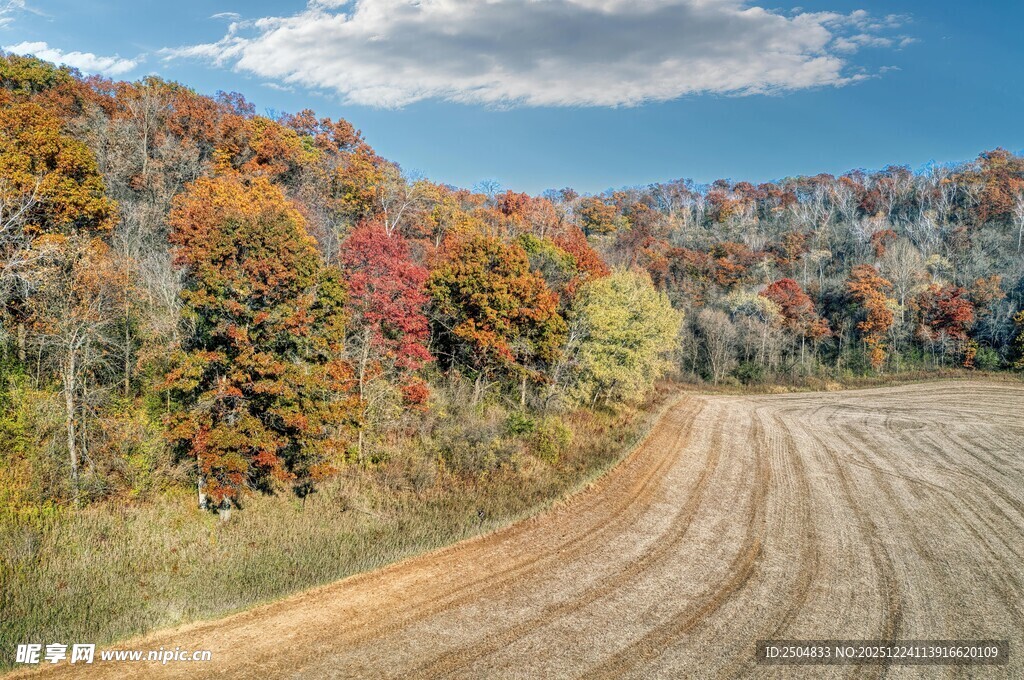 秋日田野旁的多彩树林