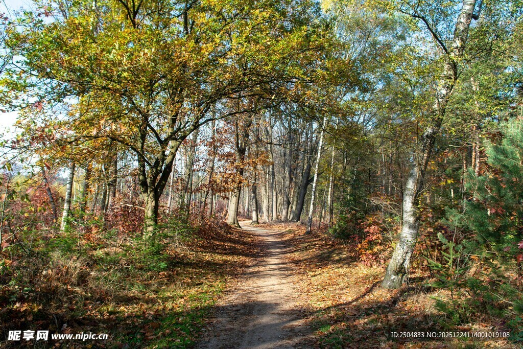 秋日林间小径美景