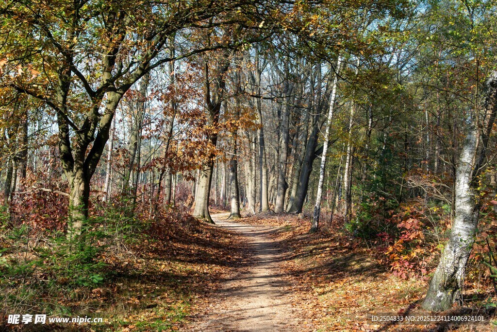 秋日林间小径美景