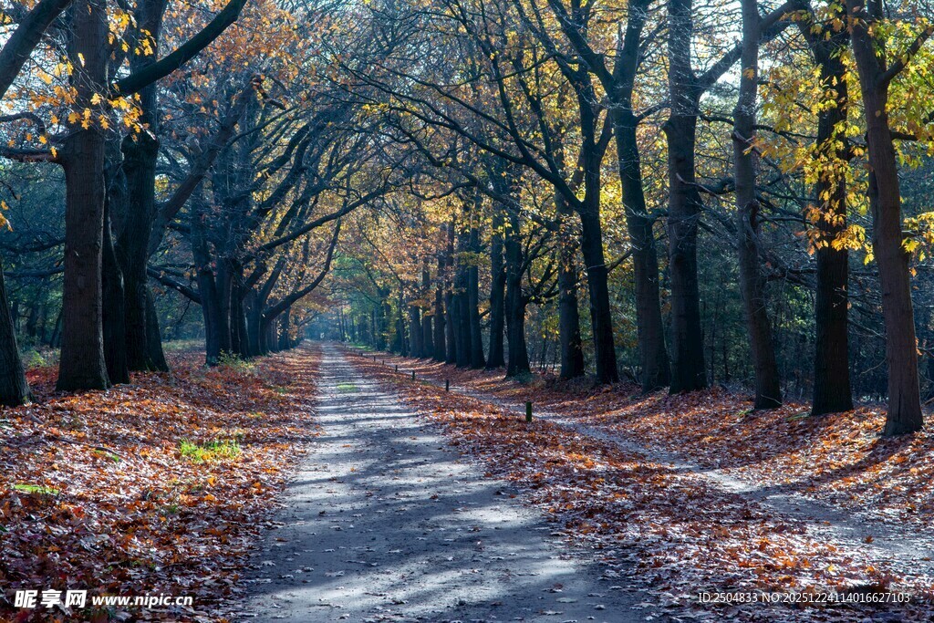 秋日林间小道 落叶铺径
