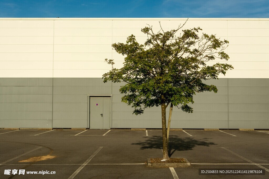 停车场中的孤独小树