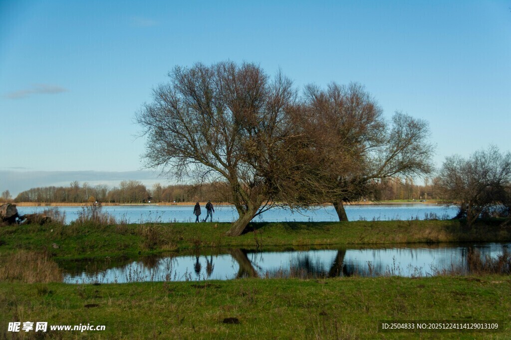 湖畔枯树 宁静自然风光