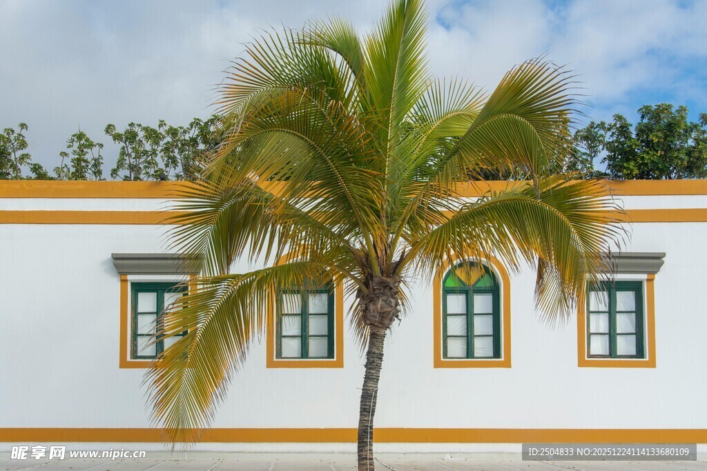 白色建筑旁的挺拔棕榈树