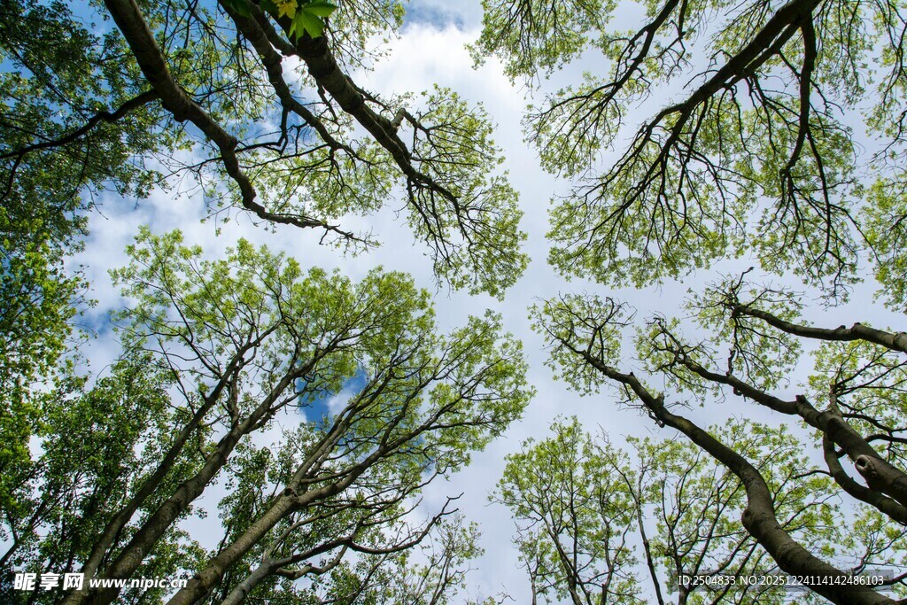仰视繁茂树林树冠景象