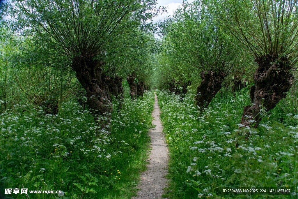 林间小径 绿意盎然的自然景