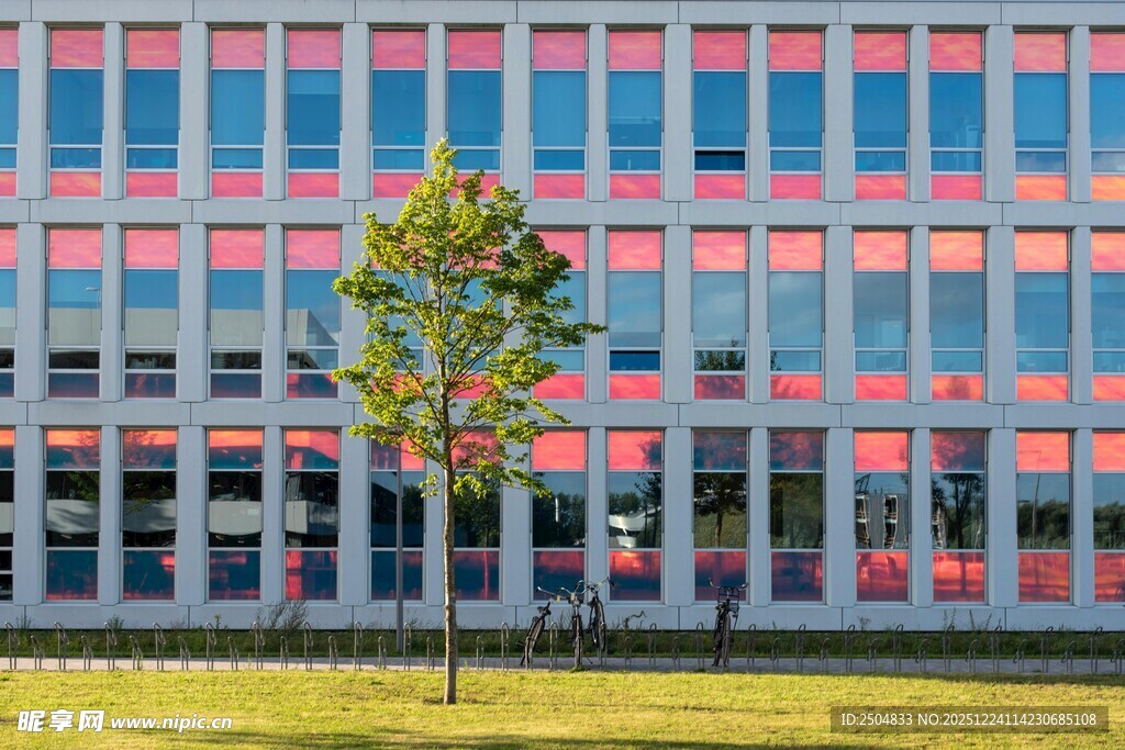 现代建筑前的翠绿小树