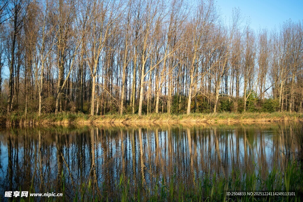 湖畔树林倒影的静谧风光