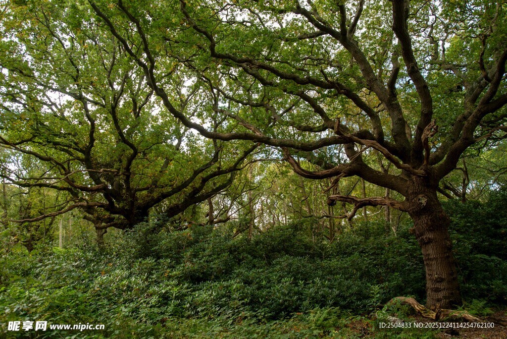 繁茂树林中的葱郁树木