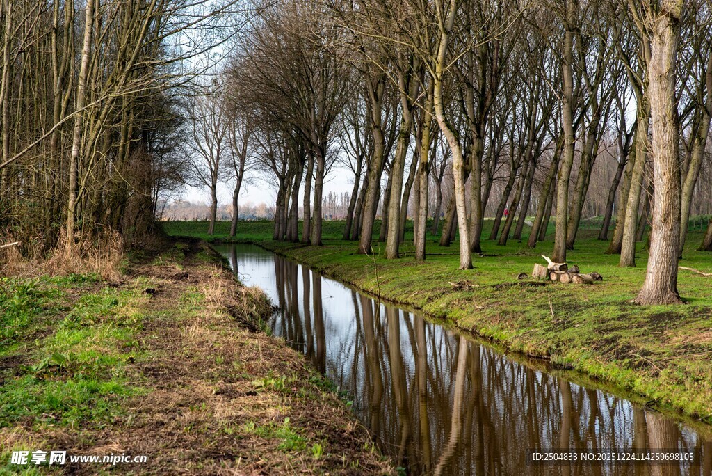 林间小河畔的自然美景