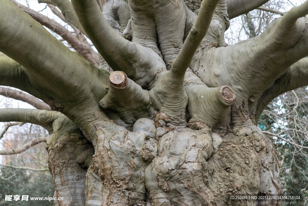 古老粗壮的大树树干