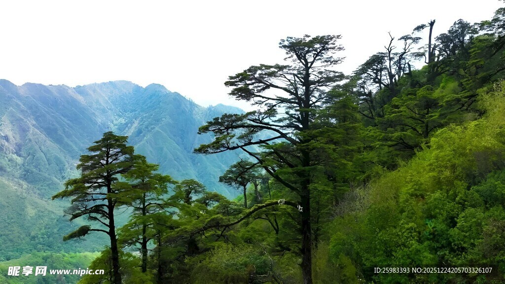 山间松树