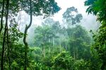 热带雨林