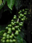咖啡栽培