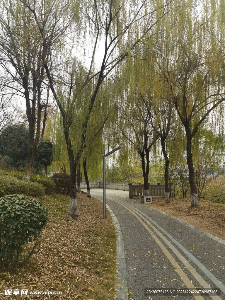 秋日林间蜿蜒小路