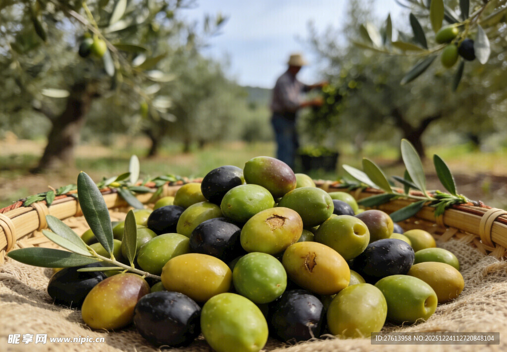 丰收的橄榄堆在果园里
