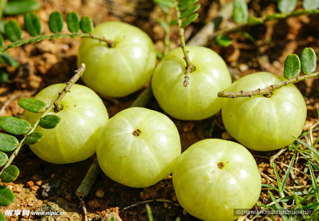 地上堆放的余甘果