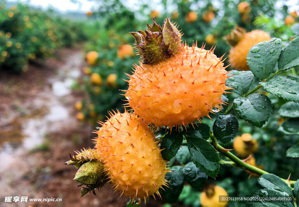 果园中的刺梨果