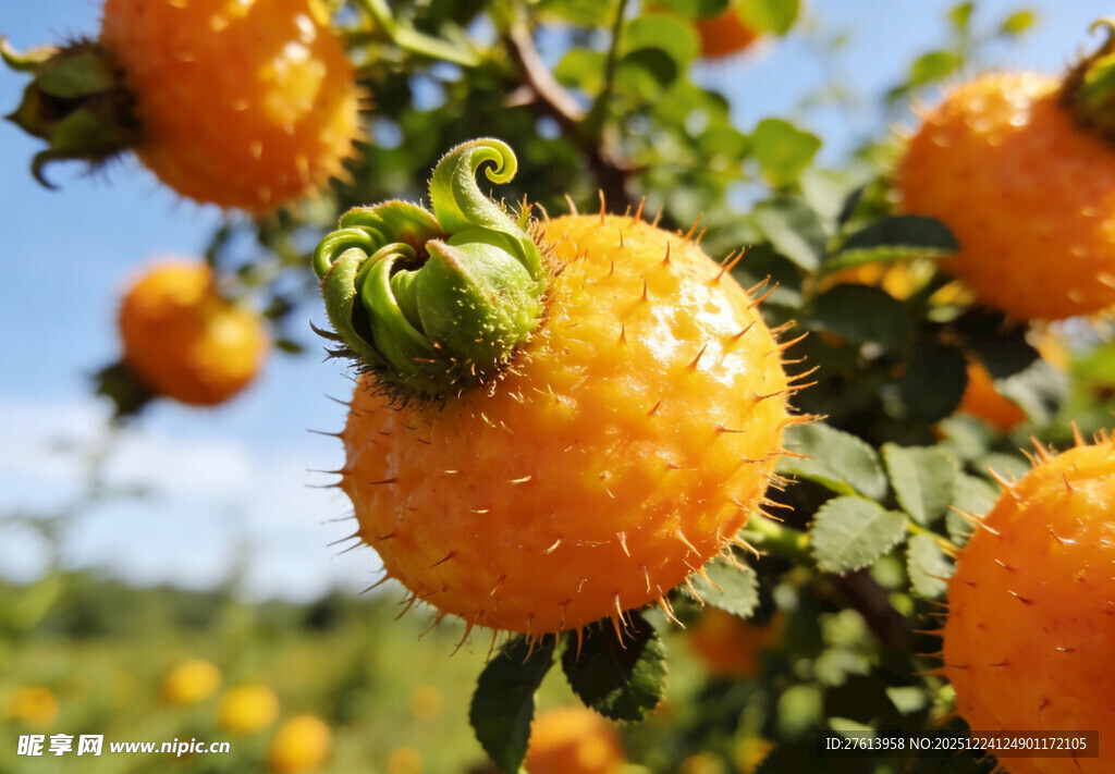 金刺梨挂于枝头