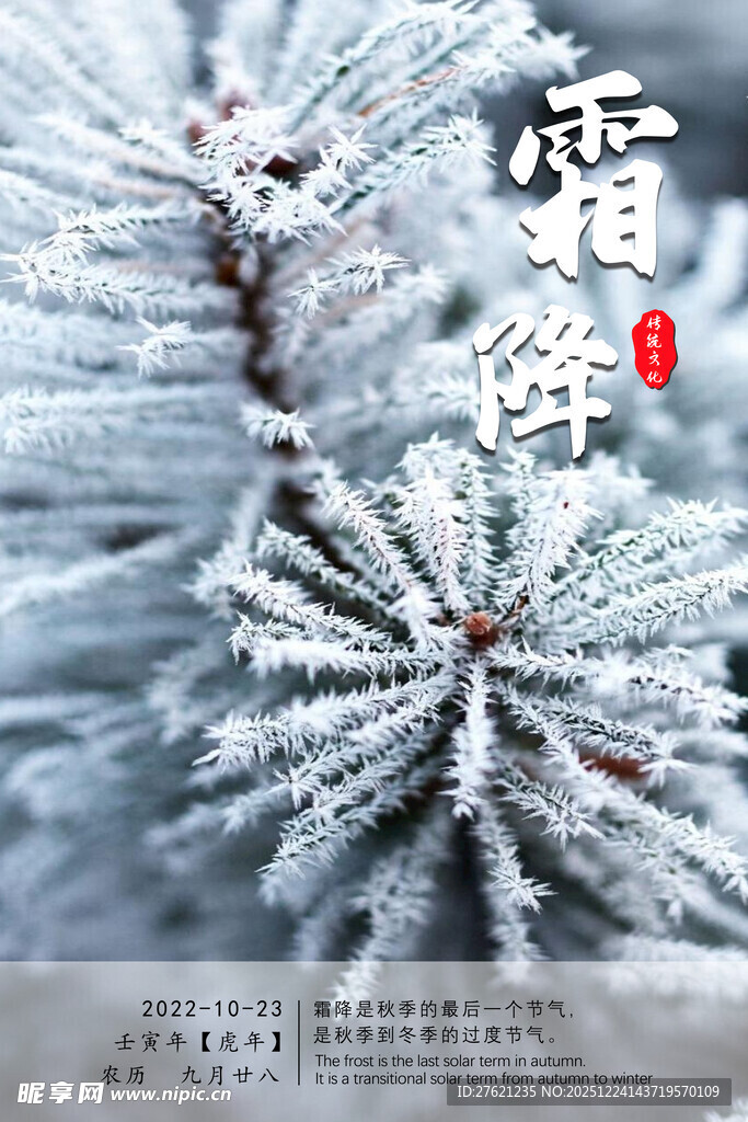 霜覆松枝 尽显冬日之美