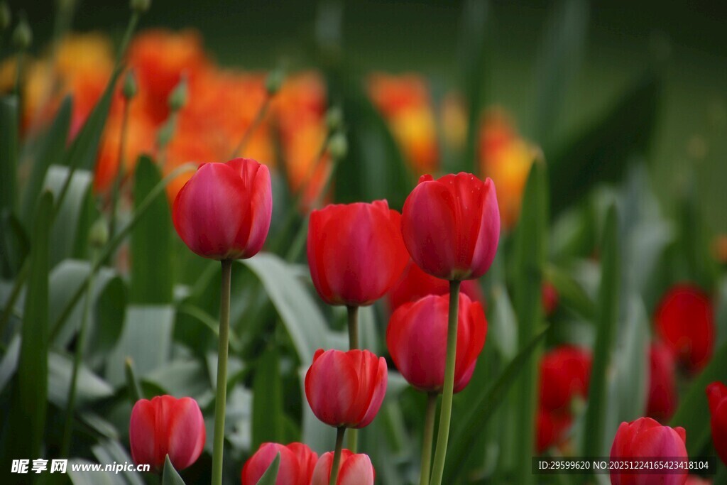 鲜艳郁金香绽放成美景