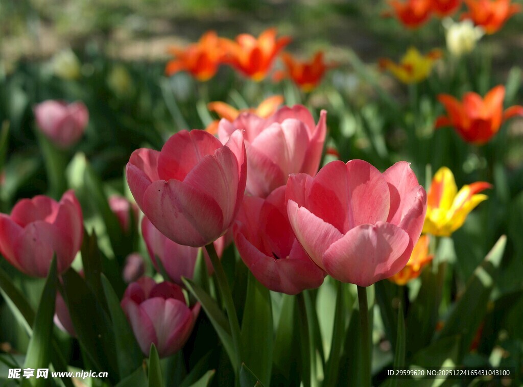 多彩郁金香绽放的美丽