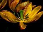 金黄郁金香特写