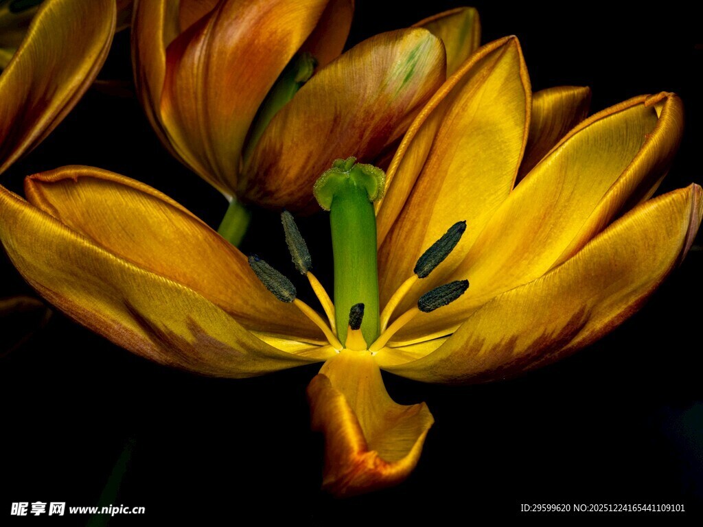 金黄郁金香特写