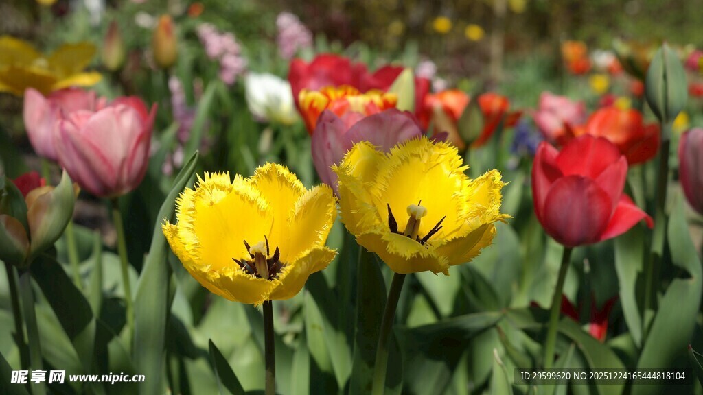 多彩郁金香绽放