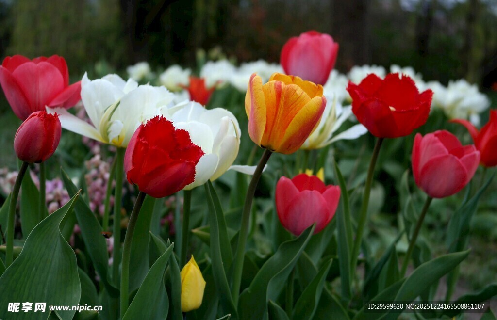 多彩郁金香绽放花园