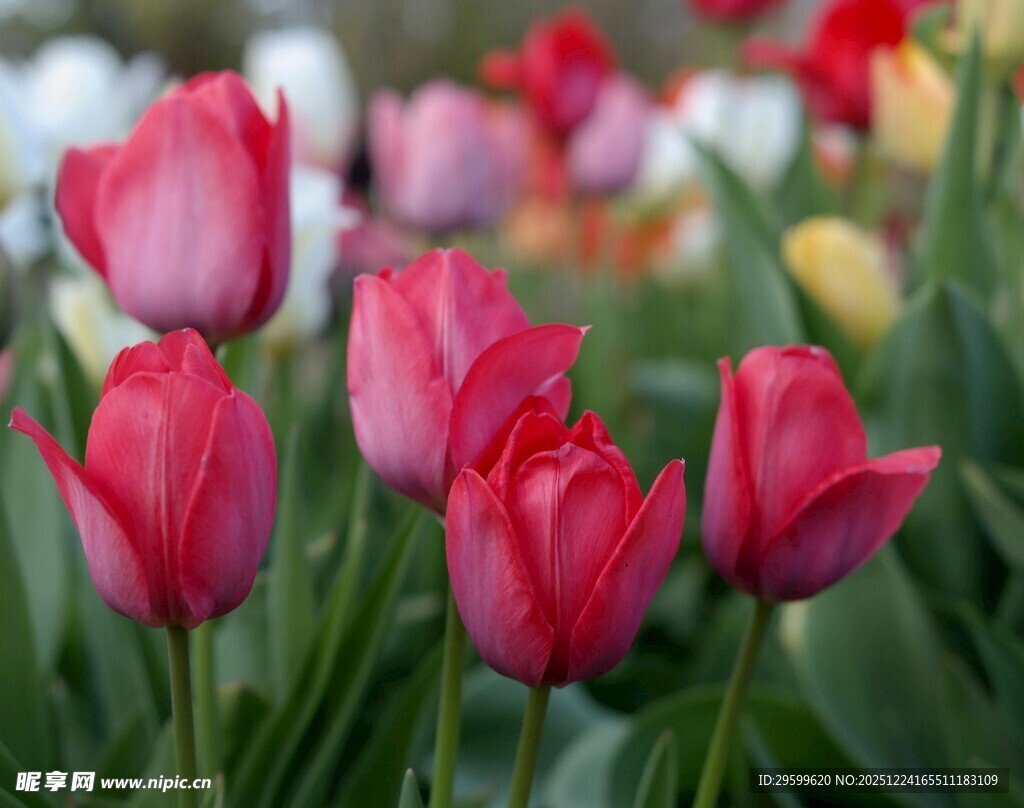 娇艳欲滴的粉色郁金香