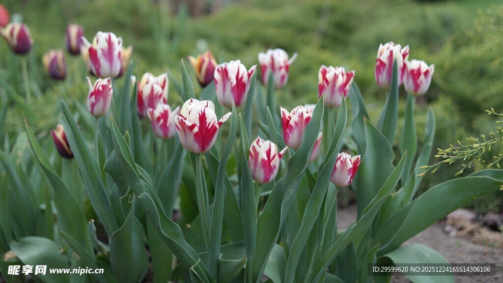多彩条纹郁金香绽放