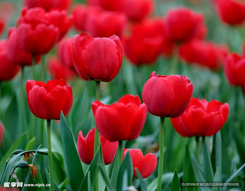 鲜艳红郁金香绽放美景