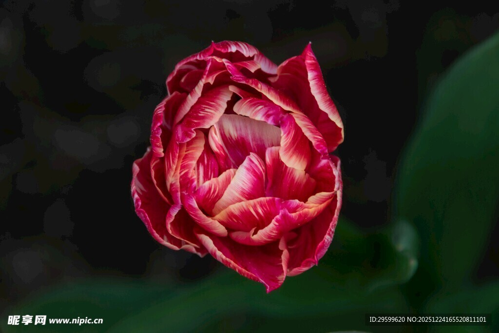 娇艳红郁金香特写