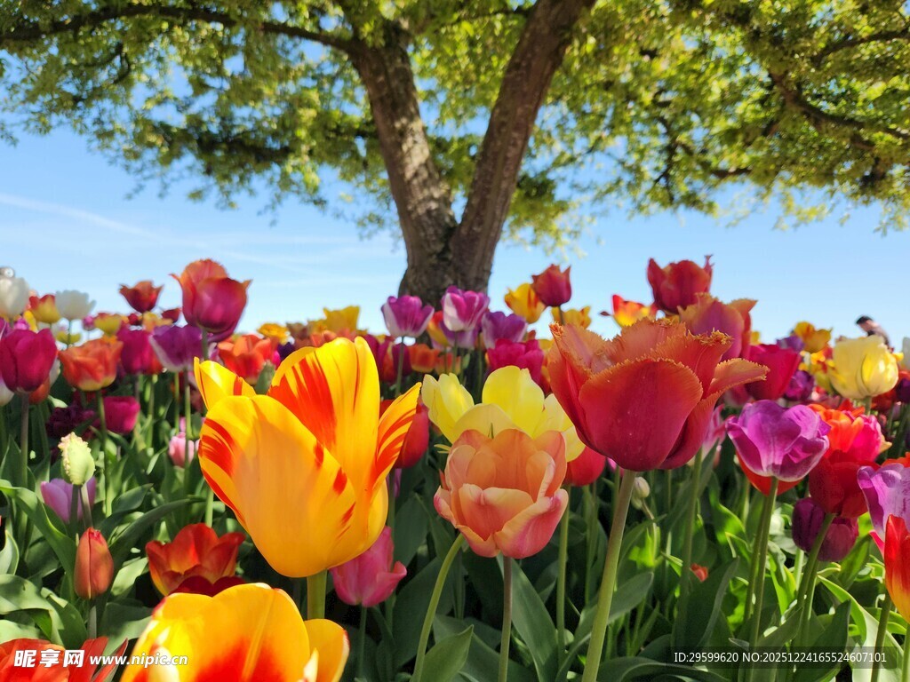 多彩郁金香丛中的大树