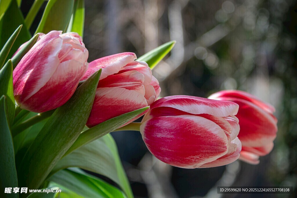 娇艳双色郁金香绽放
