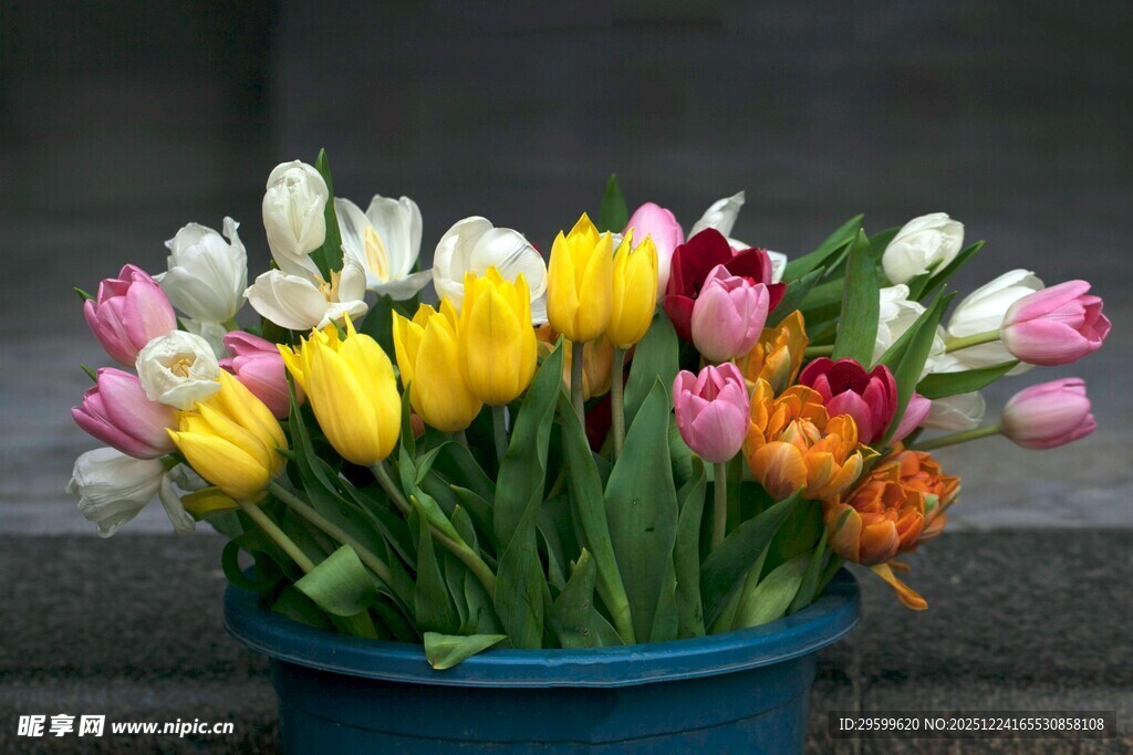 多彩鲜花盛放于蓝桶中