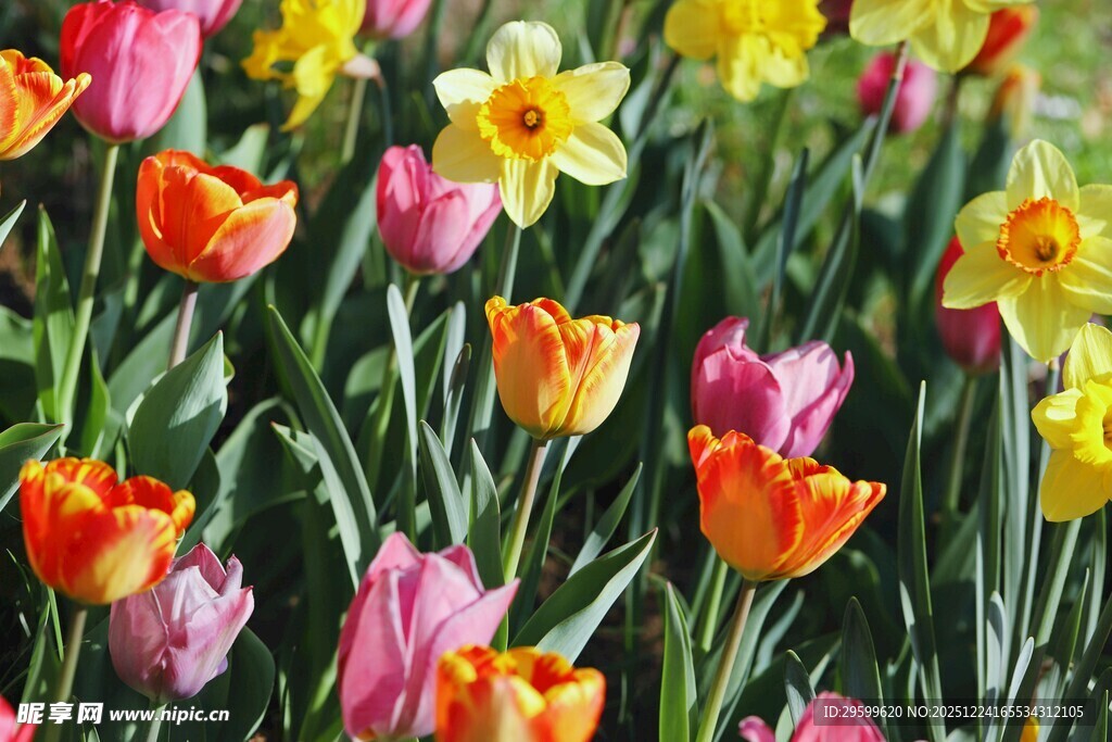 多彩郁金香与水仙绽放