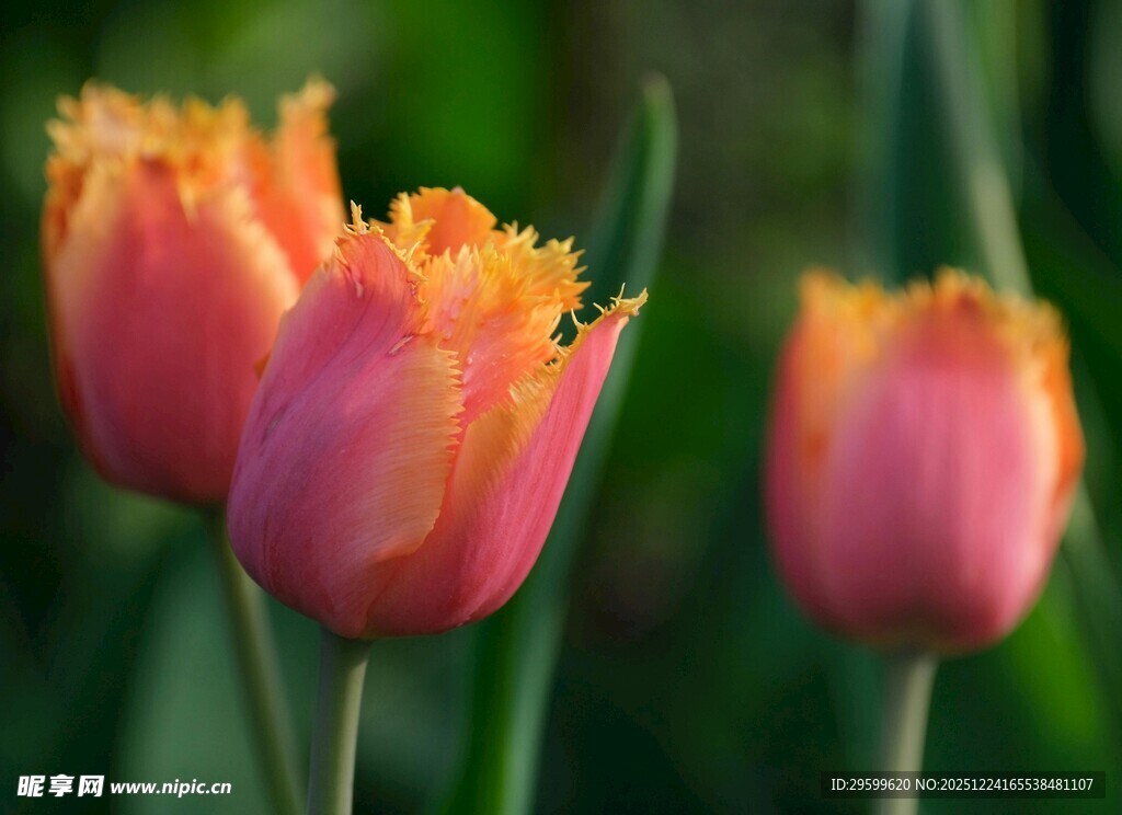 娇艳双色郁金香绽放