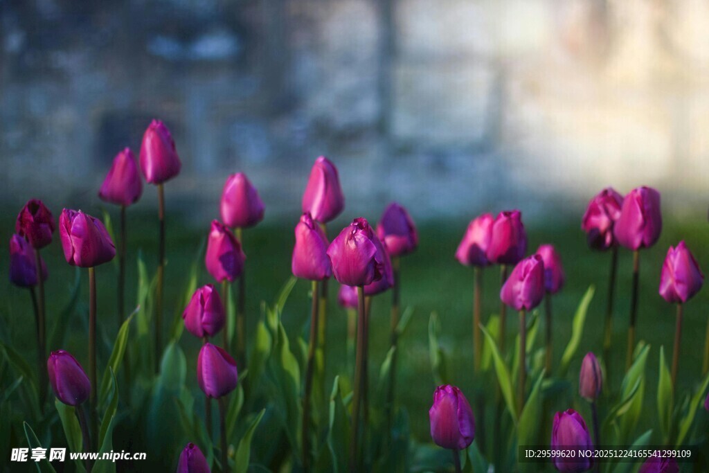 绽放的紫色郁金香花丛