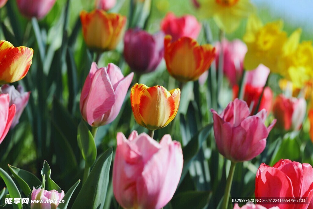 多彩郁金香绽放美景