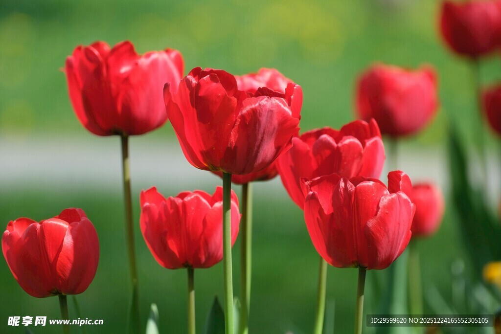 鲜艳红郁金香绽放